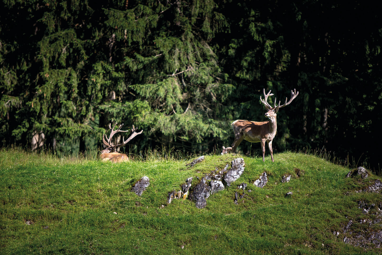 hirsche-in-obertauern